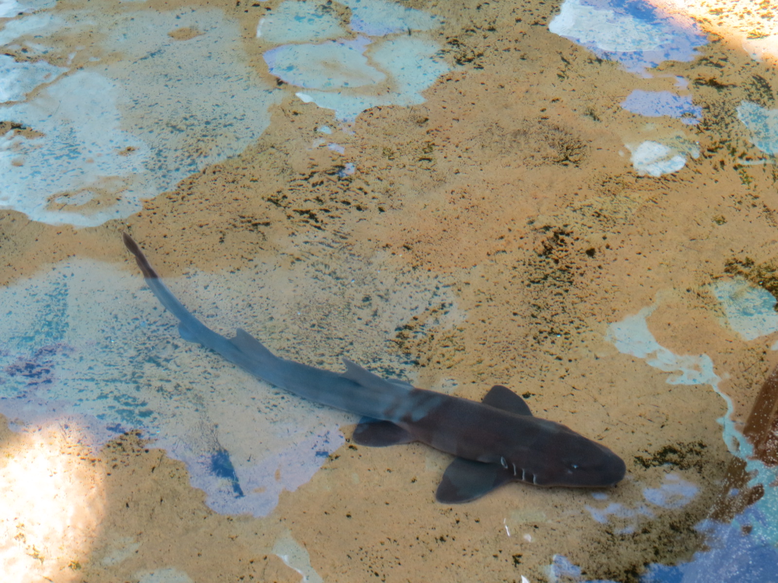 Explorers Reef - White-spotted Bamboo Shark Touchtank - Grey Bamboo Shark
