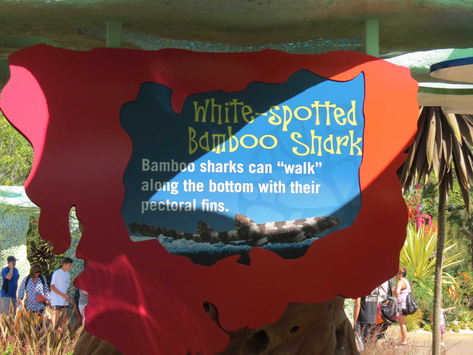 Explorers Reef - White-spotted Bamboo Shark Touchtank