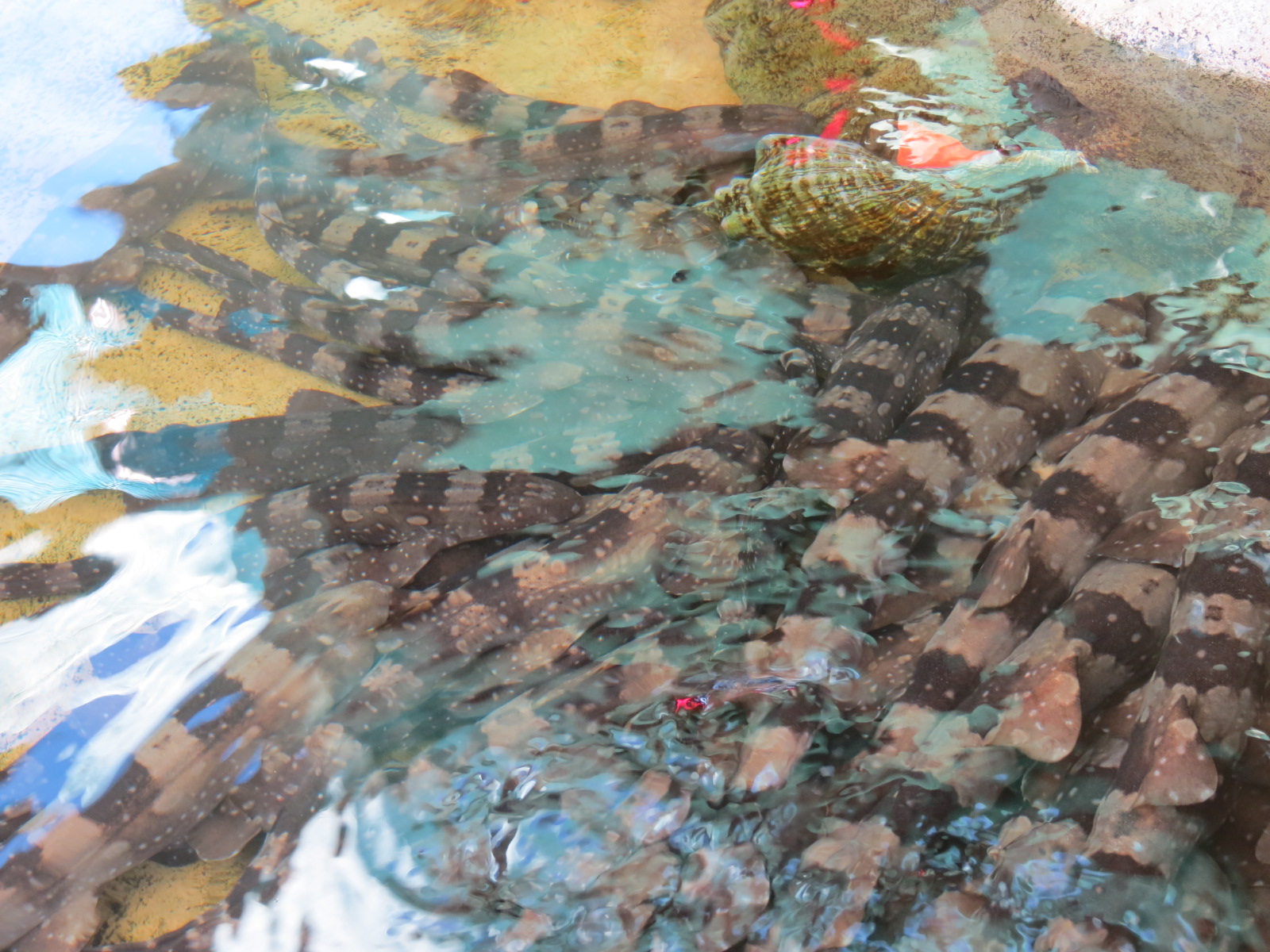 Explorers Reef - White-spotted Bamboo Shark Touchtank