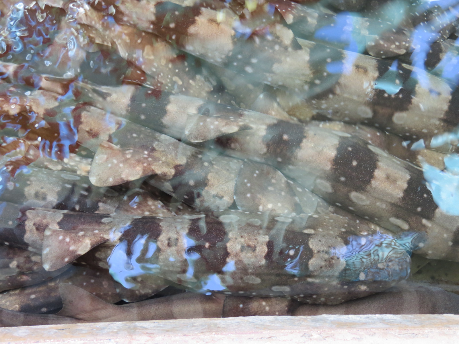 Explorers Reef - White-spotted Bamboo Shark Touchtank