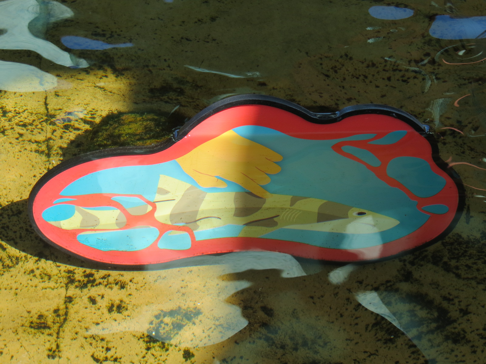 Explorers Reef - White-spotted Bamboo Shark Touchtank