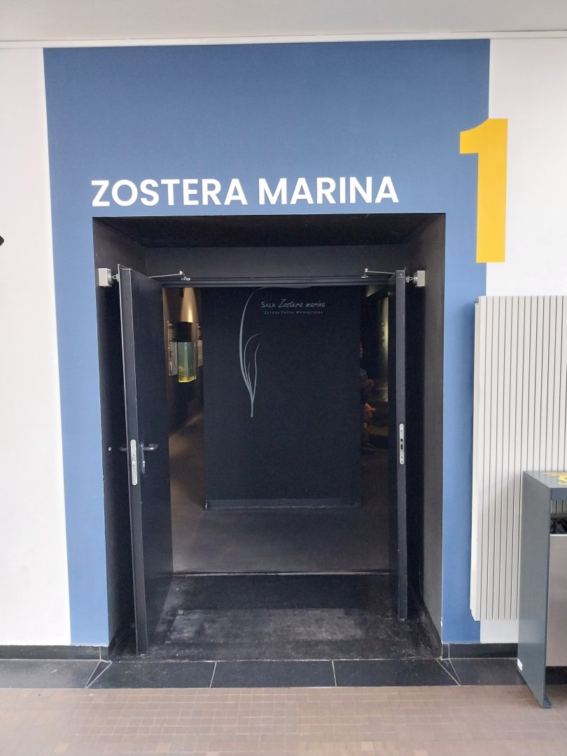 Exposition 1. Zostera marina