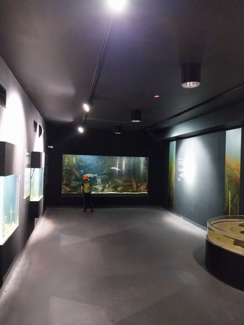 Exposition 1. Zostera marina