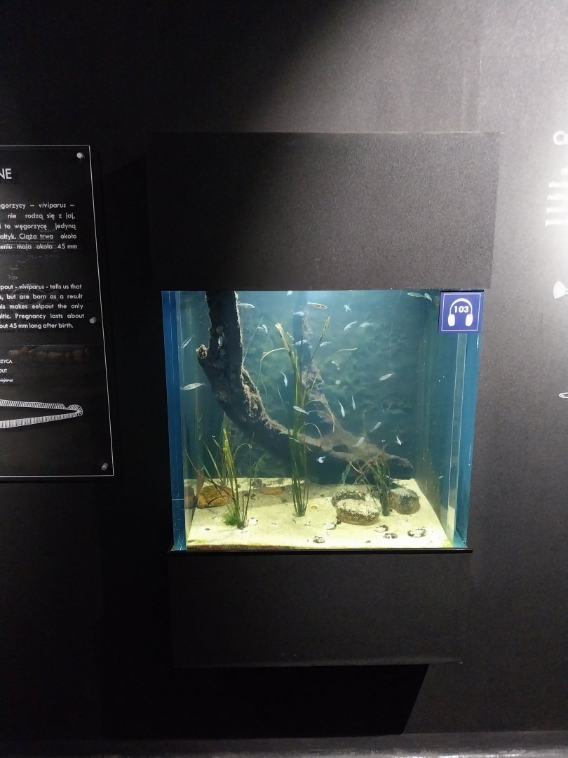 Exposition 1. Zostera marina