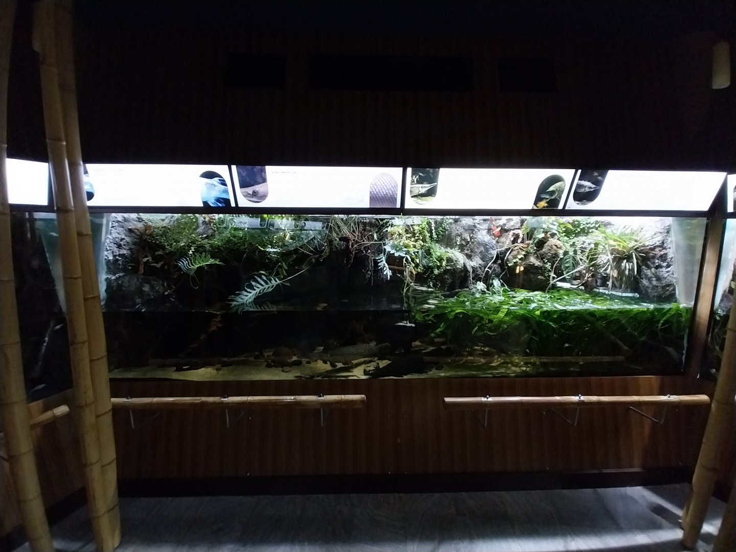 Exposition 4. At the Border of Water and Land - Alligator Gar (Atroctosteus spatula)