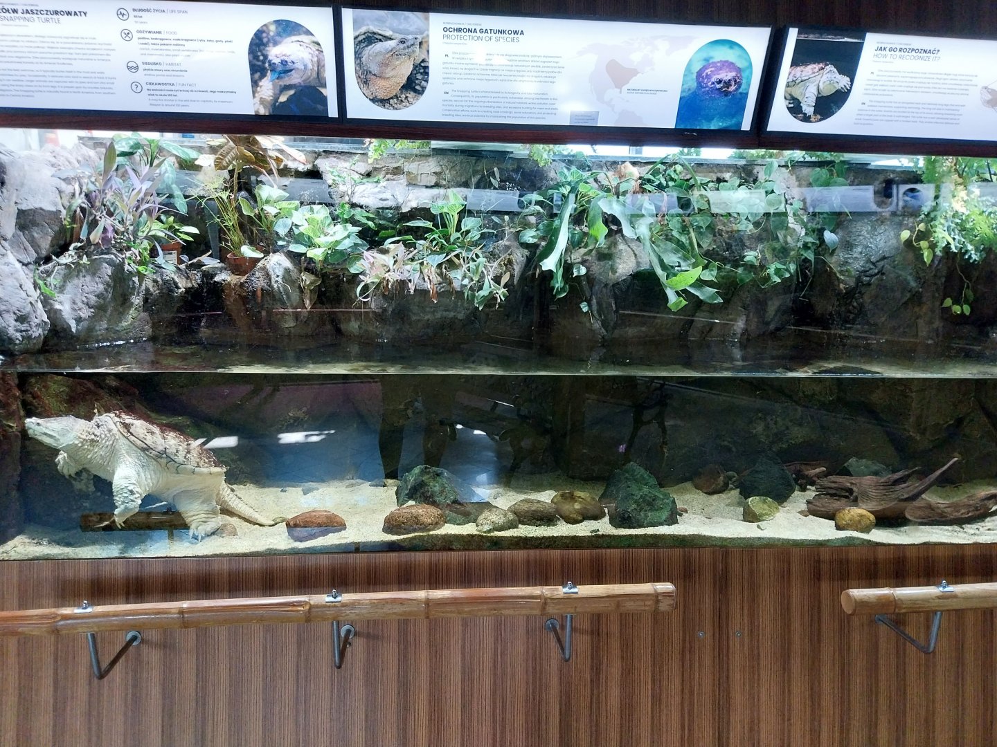 Exposition 4. At the Border of Water and Land - Common Snapping Turtle (Chelydra serpentina)