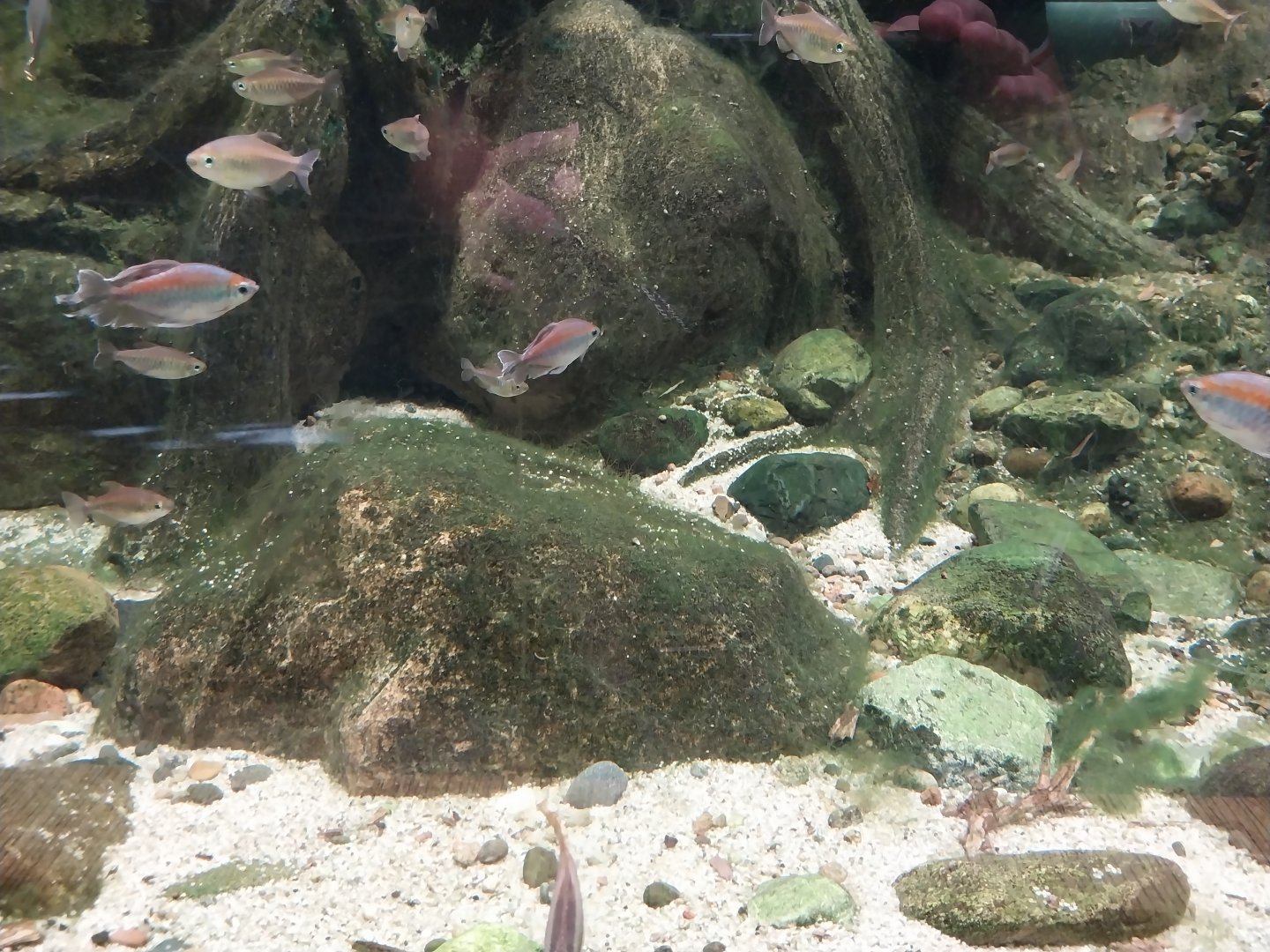 Exposition 4. At the Border of Water and Land - Congo - Congo Tetra (Phenacogrammus interruptus)