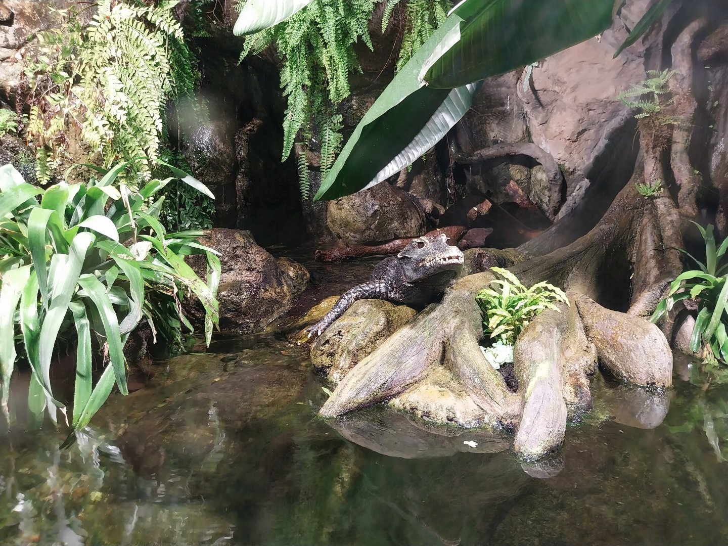 Exposition 4. At the Border of Water and Land - Congo - Dwarf Crocodile (Osteolaemus tetraspis)