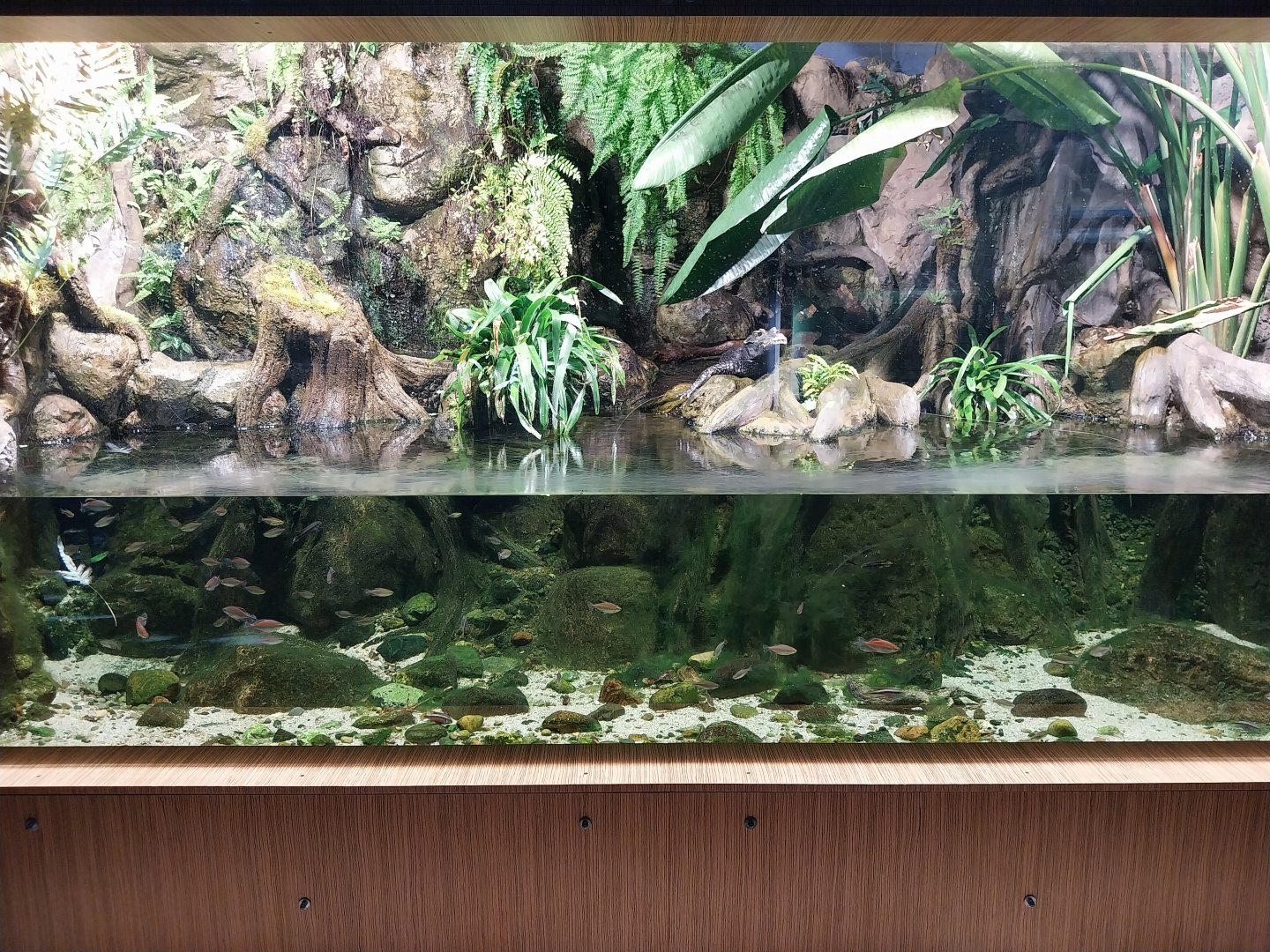 Exposition 4. At the Border of Water and Land - Congo