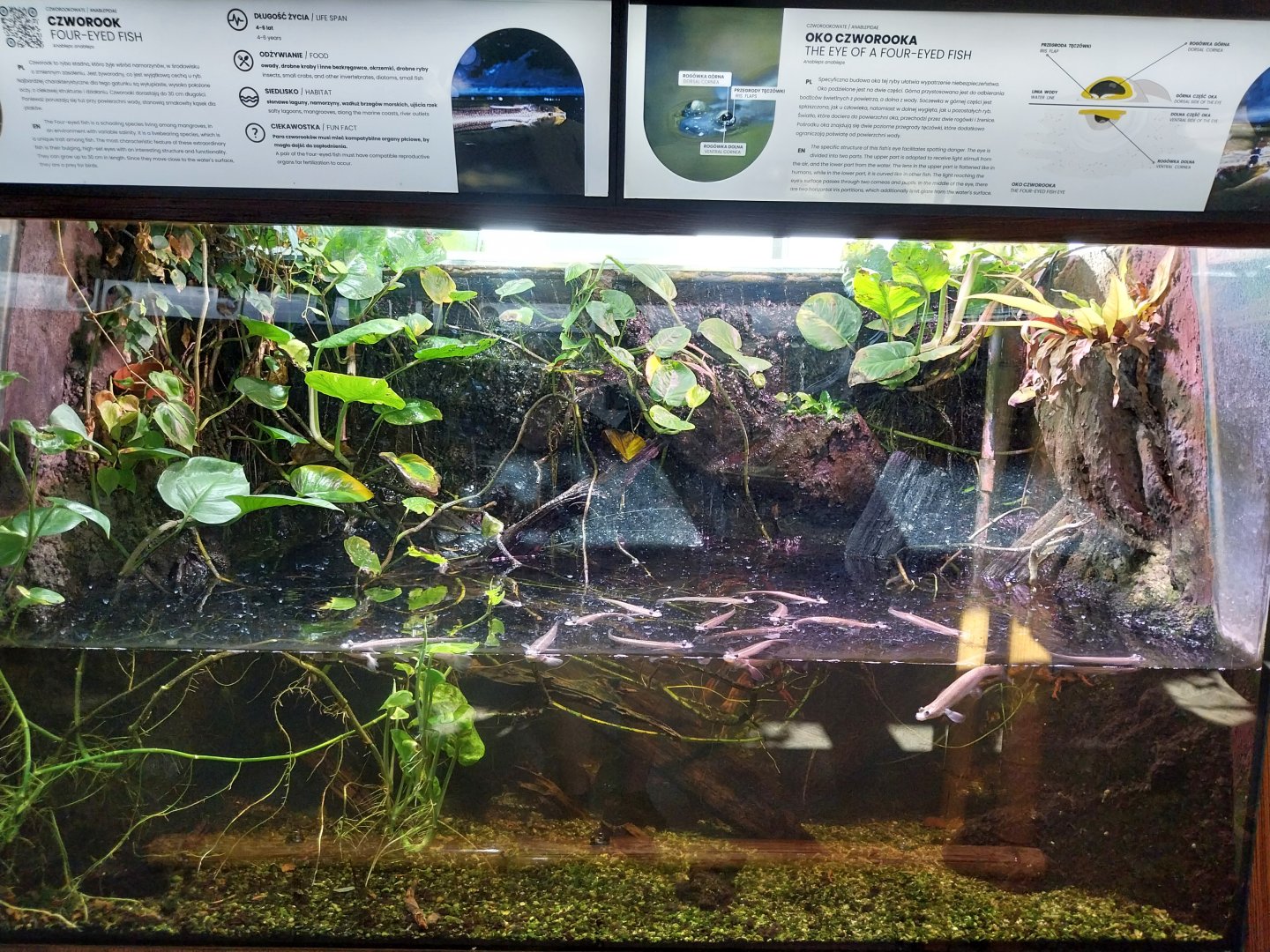 Exposition 4. At the Border of Water and Land - Four-eyed Fish (Anableps anableps)