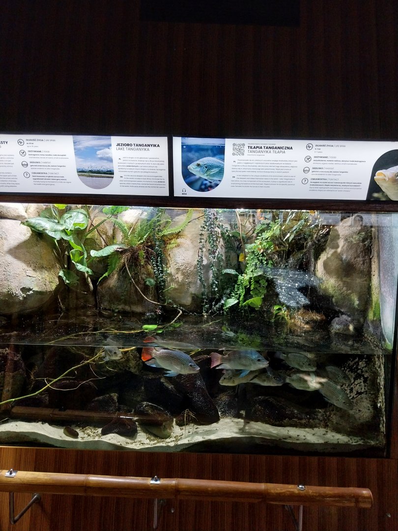 Exposition 4. At the Border of Water and Land - Lake Tanganyika - Tangqnyikan Mouthbrooding Cichlid (Oreochromis tanganicae)