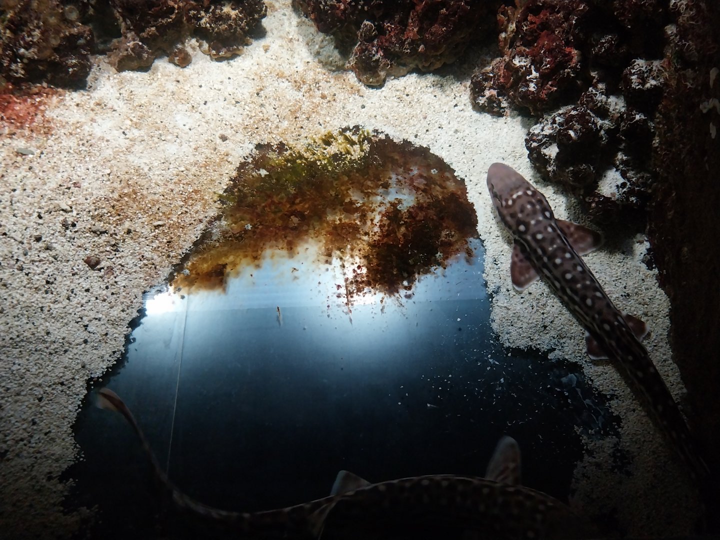 Exposition 5. Aquatic Animals of the World - Australian Marbled Catshark (Atelomycterus macleayi)