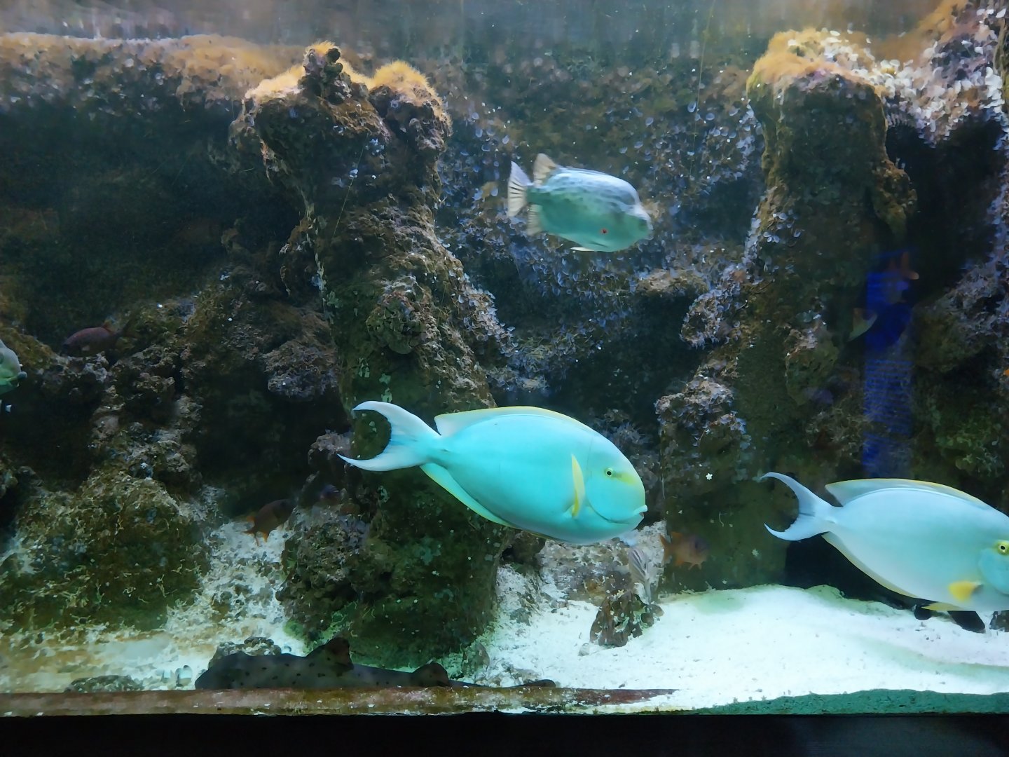 Exposition 5. Aquatic Animals of the World - Pale Surgeonfish (Acanthurus mata)