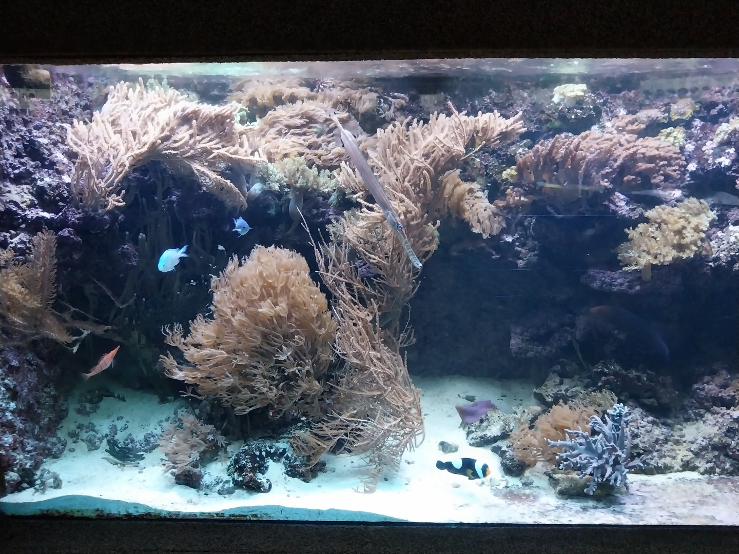 Exposition 6. Coral Reefs - Blue gudgeon (Ptereleotris microlepis)