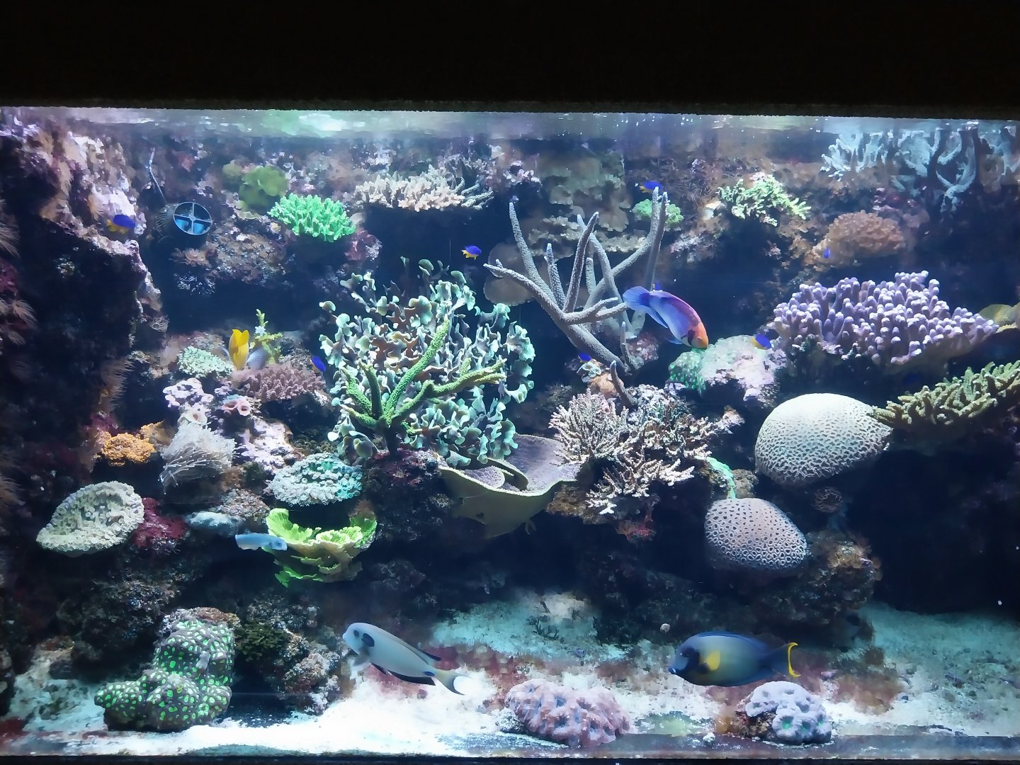 Exposition 6. Coral Reefs - Dartfish and Surgeonfish