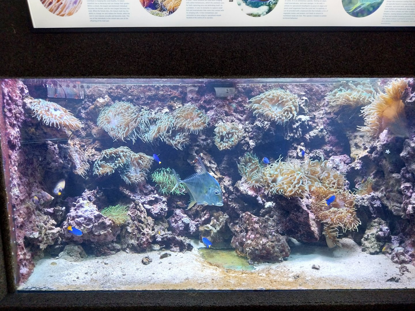 Exposition 6. Coral Reefs - Indian Threadfish (Alectis indica)