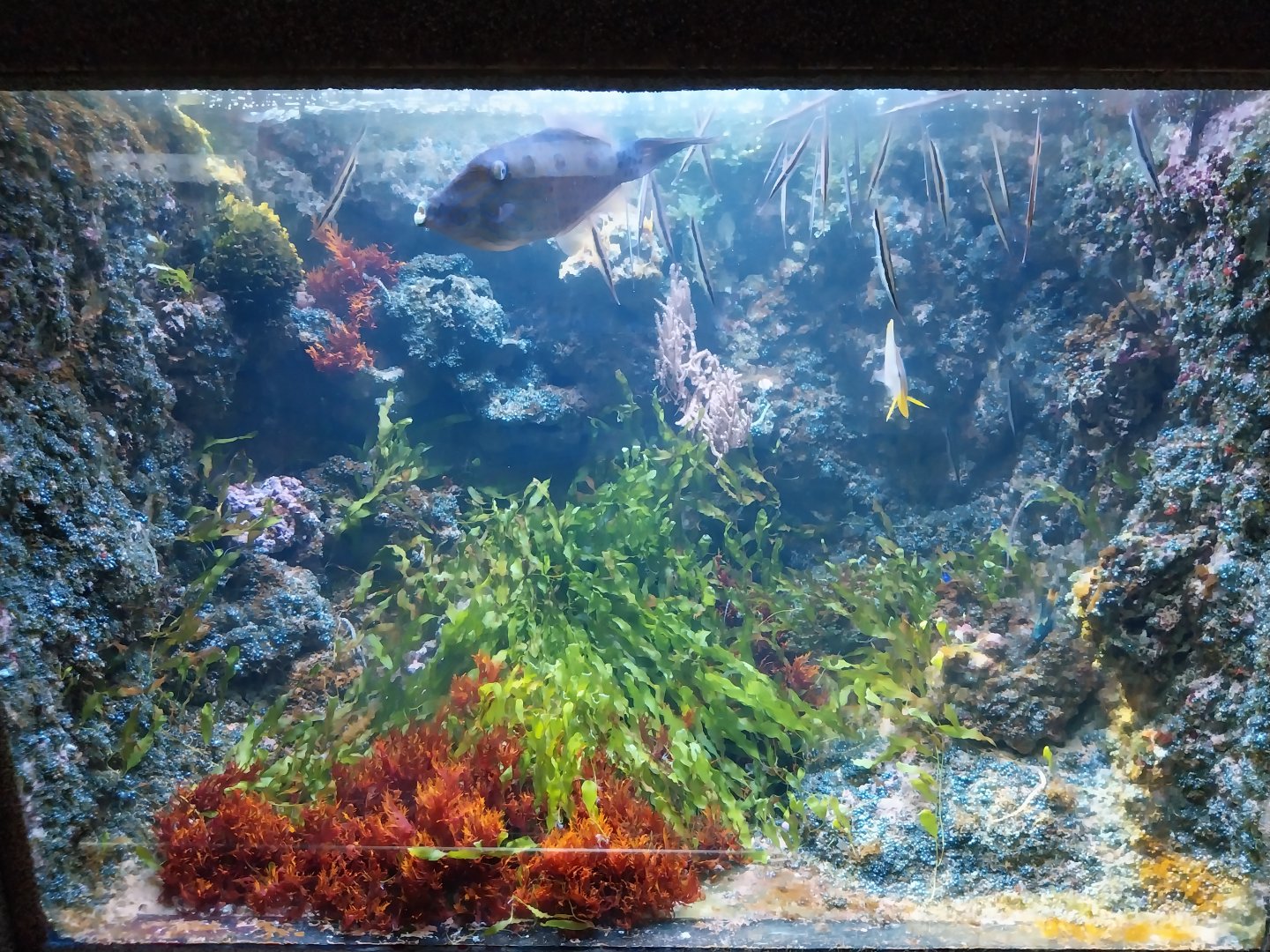 Exposition 6. Coral Reefs - Pipefish and Razorfish - Fish identity?