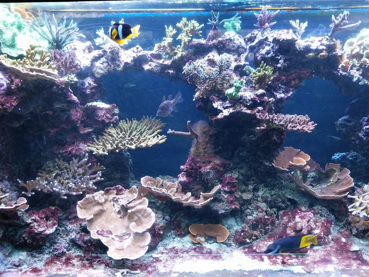 Exposition 6. Coral Reefs - Rabbitfish