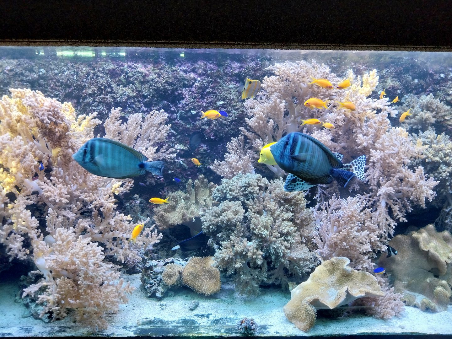 Exposition 6. Coral Reefs - Soft Corals & Friends