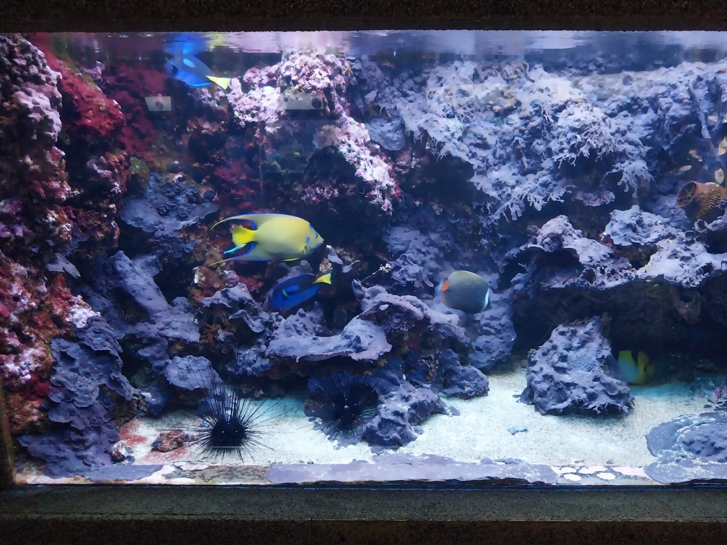 Exposition 6. Coral Reefs - Surgeonfish, Angelfish and Butterflyfish