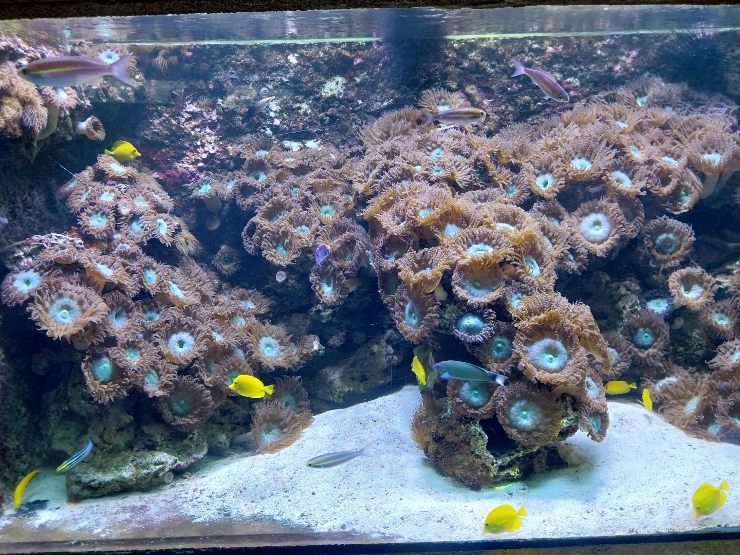 Exposition 6. Coral Reefs - Wrasse and Coris