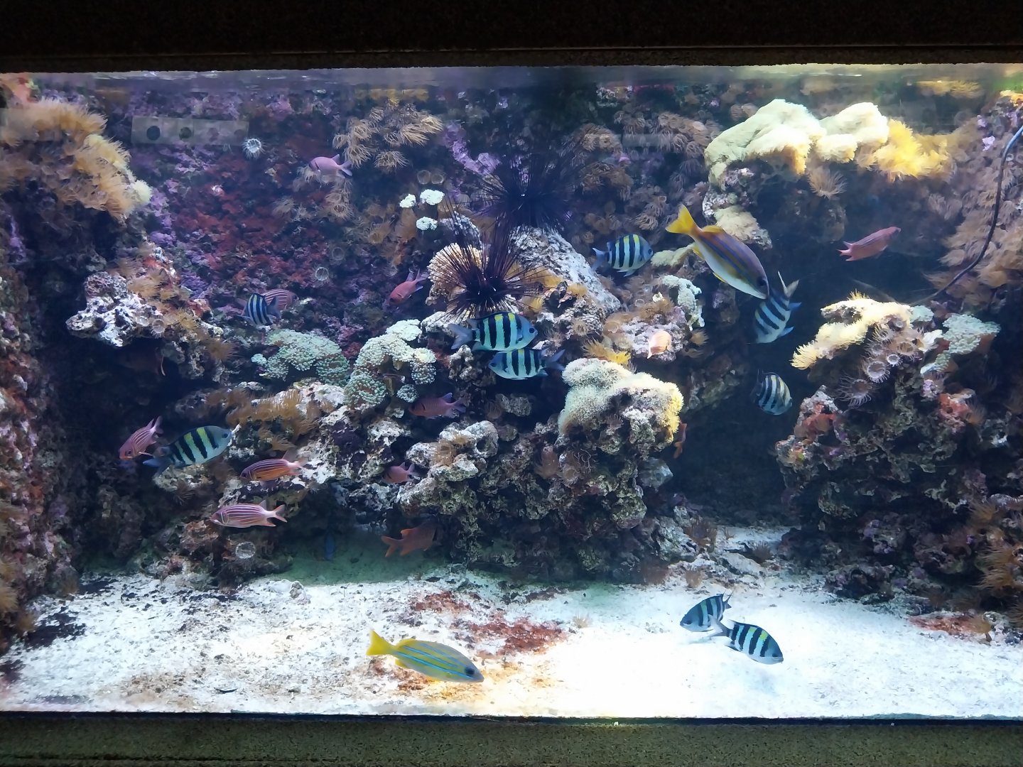 Exposition 6. Coral Reefs - Yellow Tang