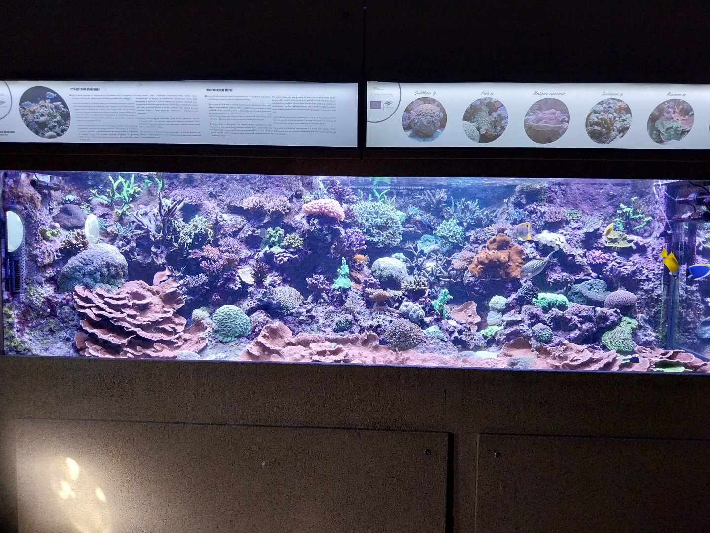 Exposition 6. Coral Reefs