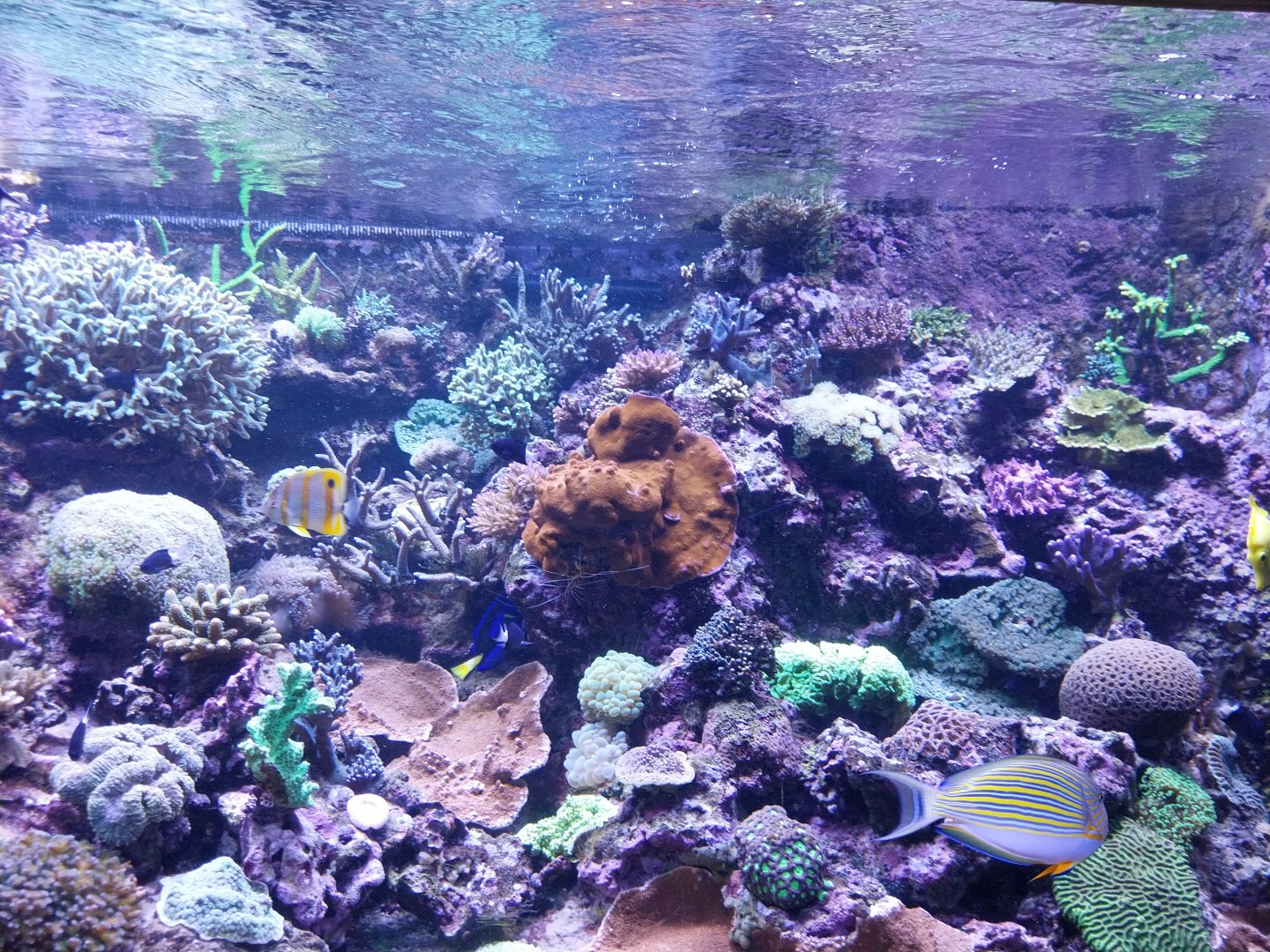 Exposition 6. Coral Reefs