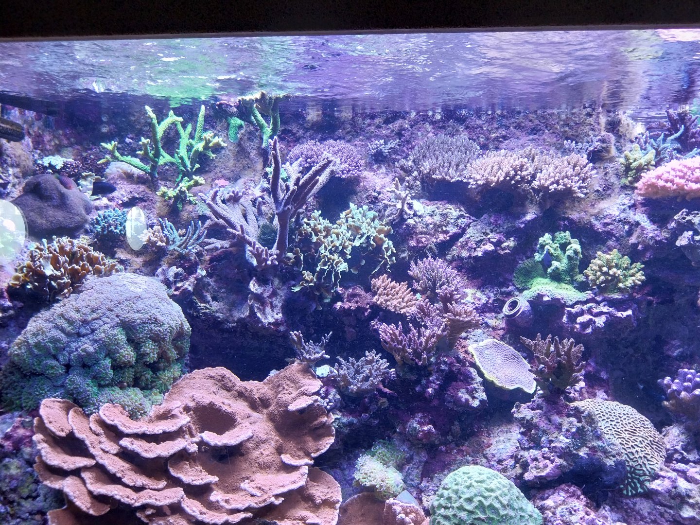 Exposition 6. Coral Reefs