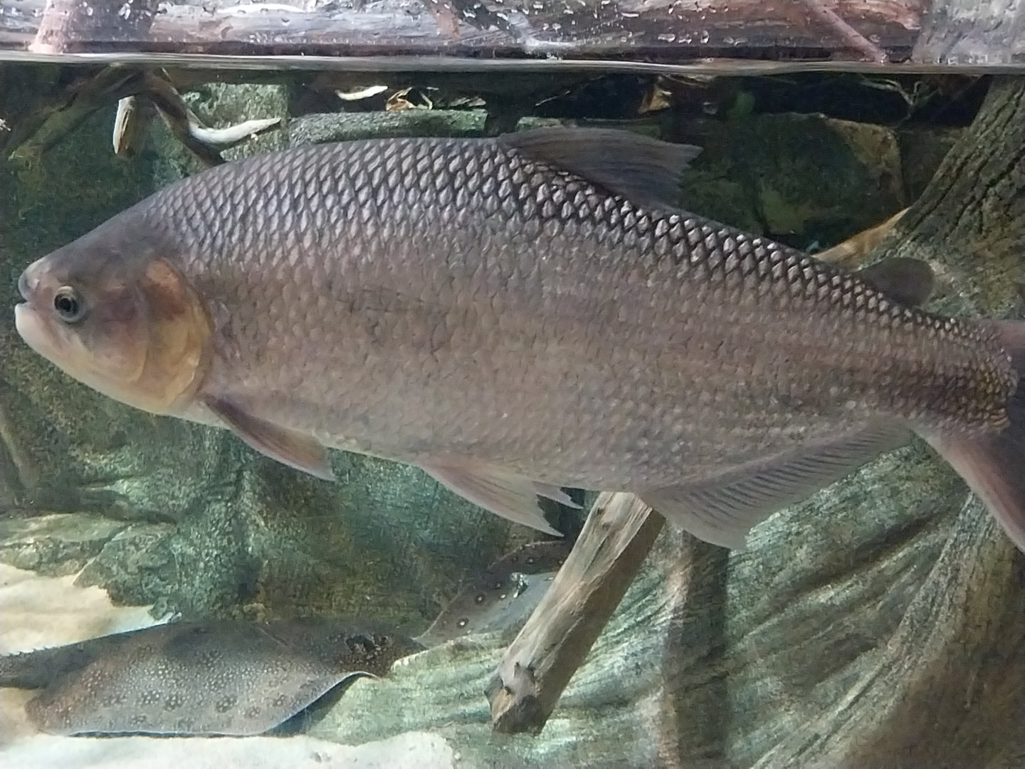 Exposition 7. Amazon - Piraputanga (Brycon hilarii)