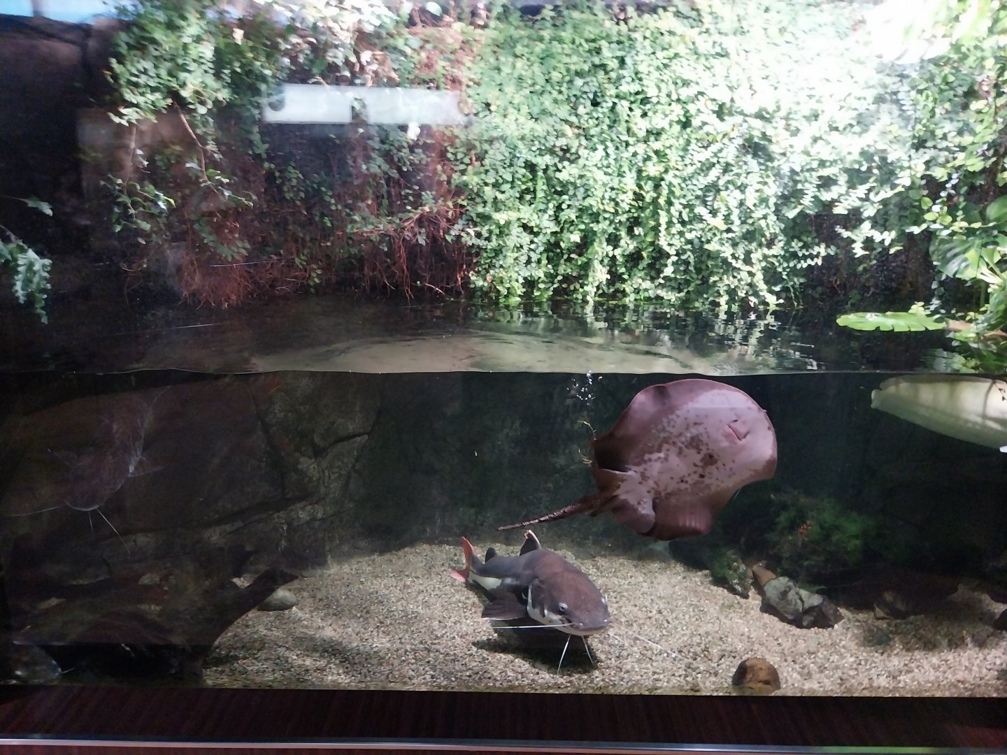 Exposition 7. Amazon -Redtailed Catfish