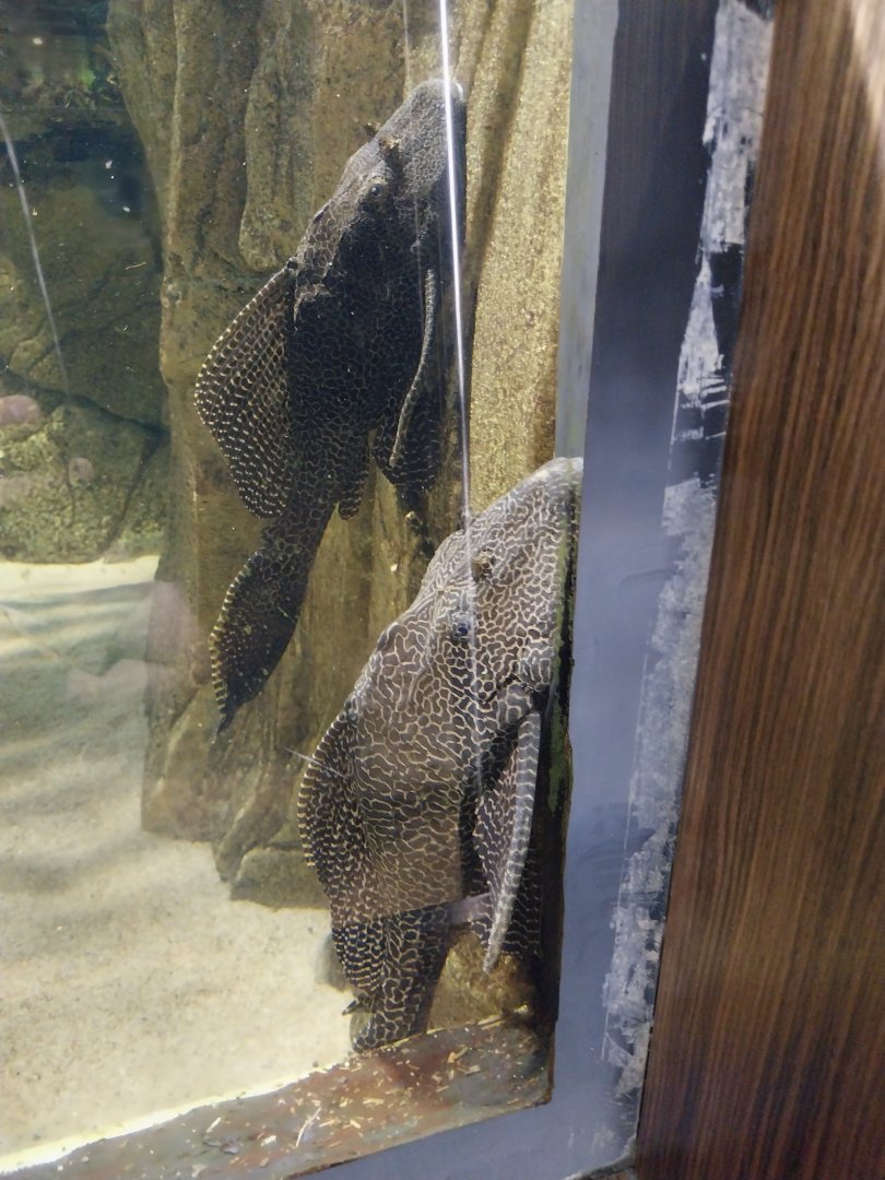 Exposition 7. Amazon - Spotted Sailfin Suckermouth Catfish (Pterygoplichthys gibbiceps)