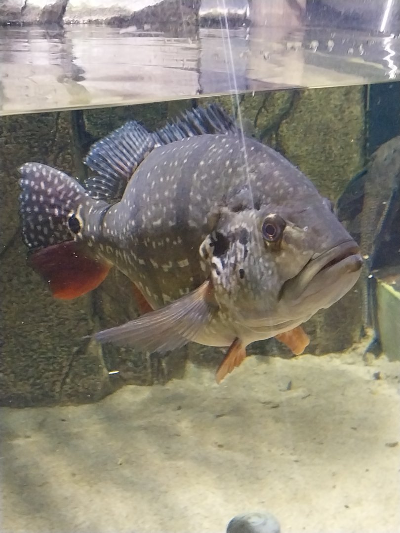 Exposition 7. Amazon - Tucanare Peacock Basse (Cichla monoculus)