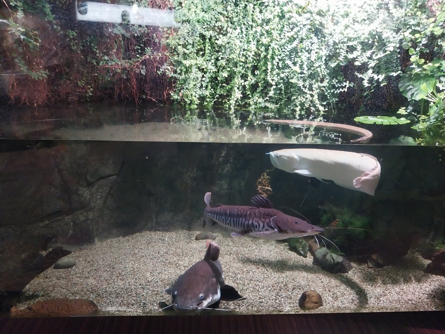 Exposition 7. Amazon -