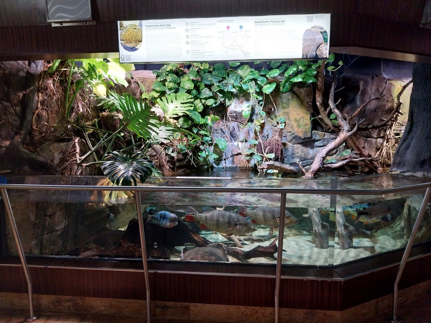 Exposition 7. Amazone - Flooded forest