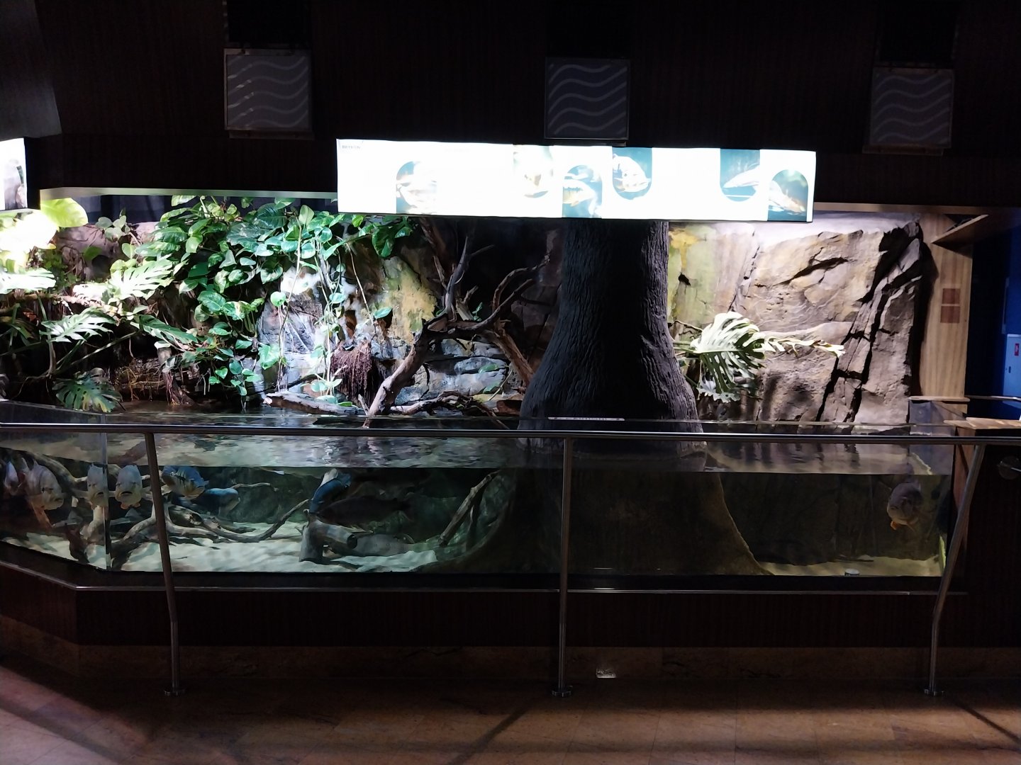 Exposition 7. Amazone - Flooded forest