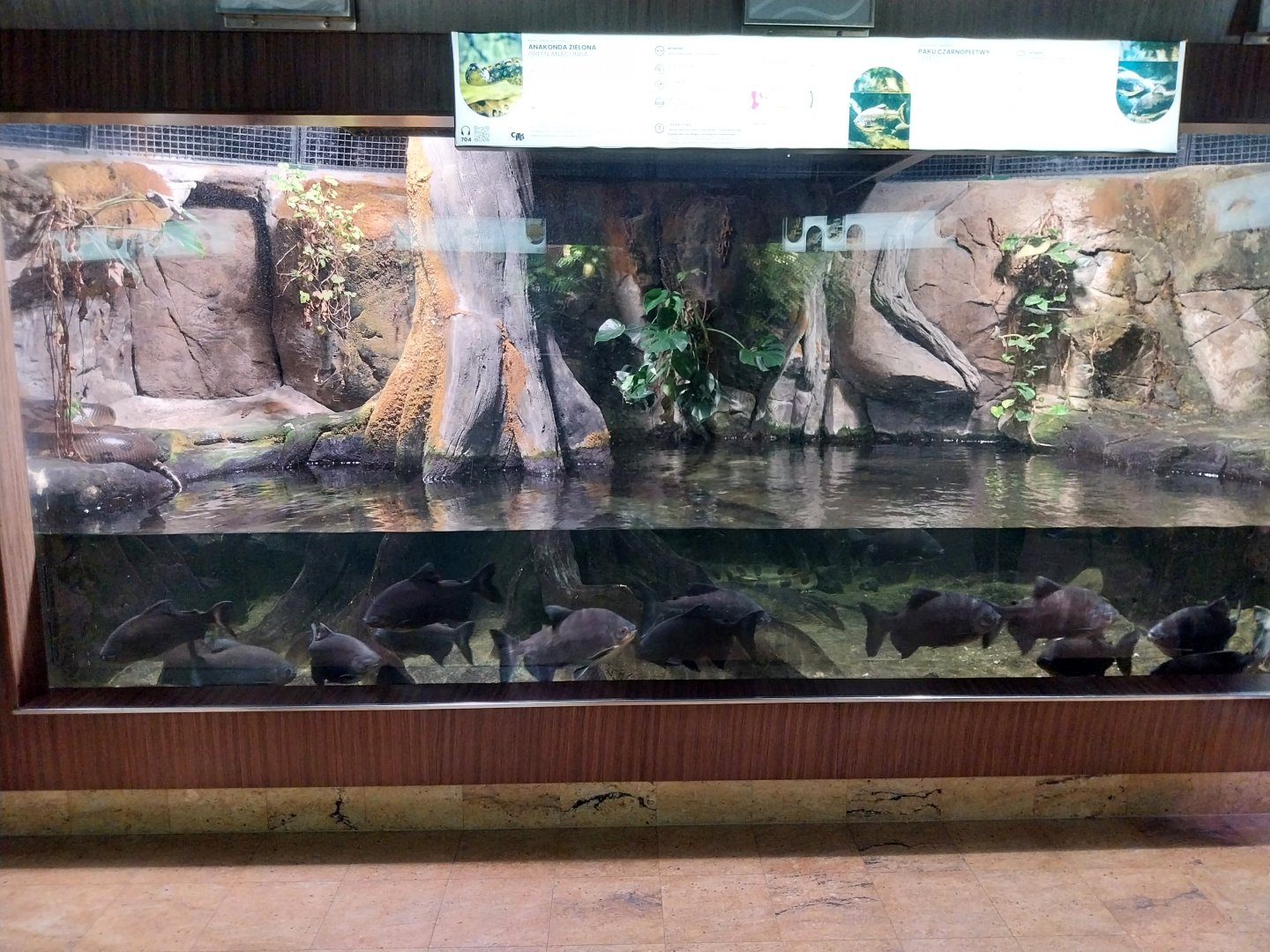 Exposition 7. Amazone - Green anaconda (Eunectes murinus) and Tambaqui (Colossoma macropomum)