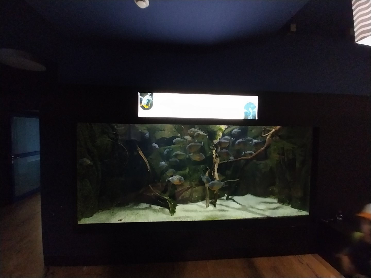 Exposition 7. Amazone - Red-bellied Piranha (Pygocentrus nattereri)