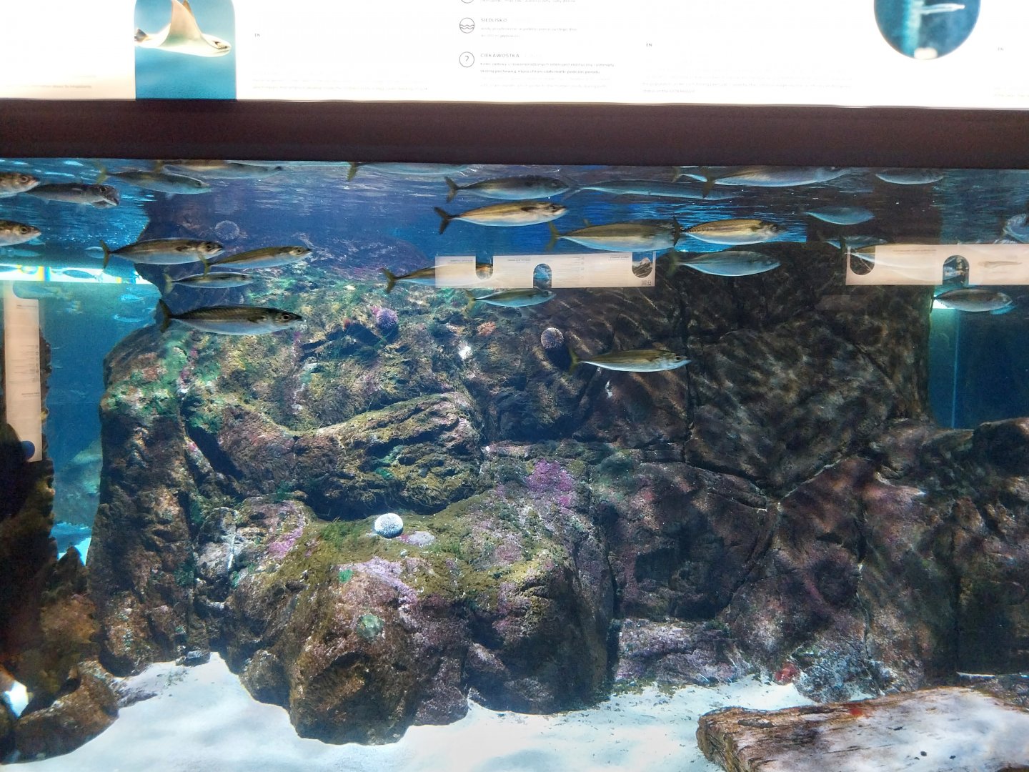 Exposition 8. Cold Seas - Blue Jack Mackerel (Trachurus picturatus) and Garfish (Belone belone)