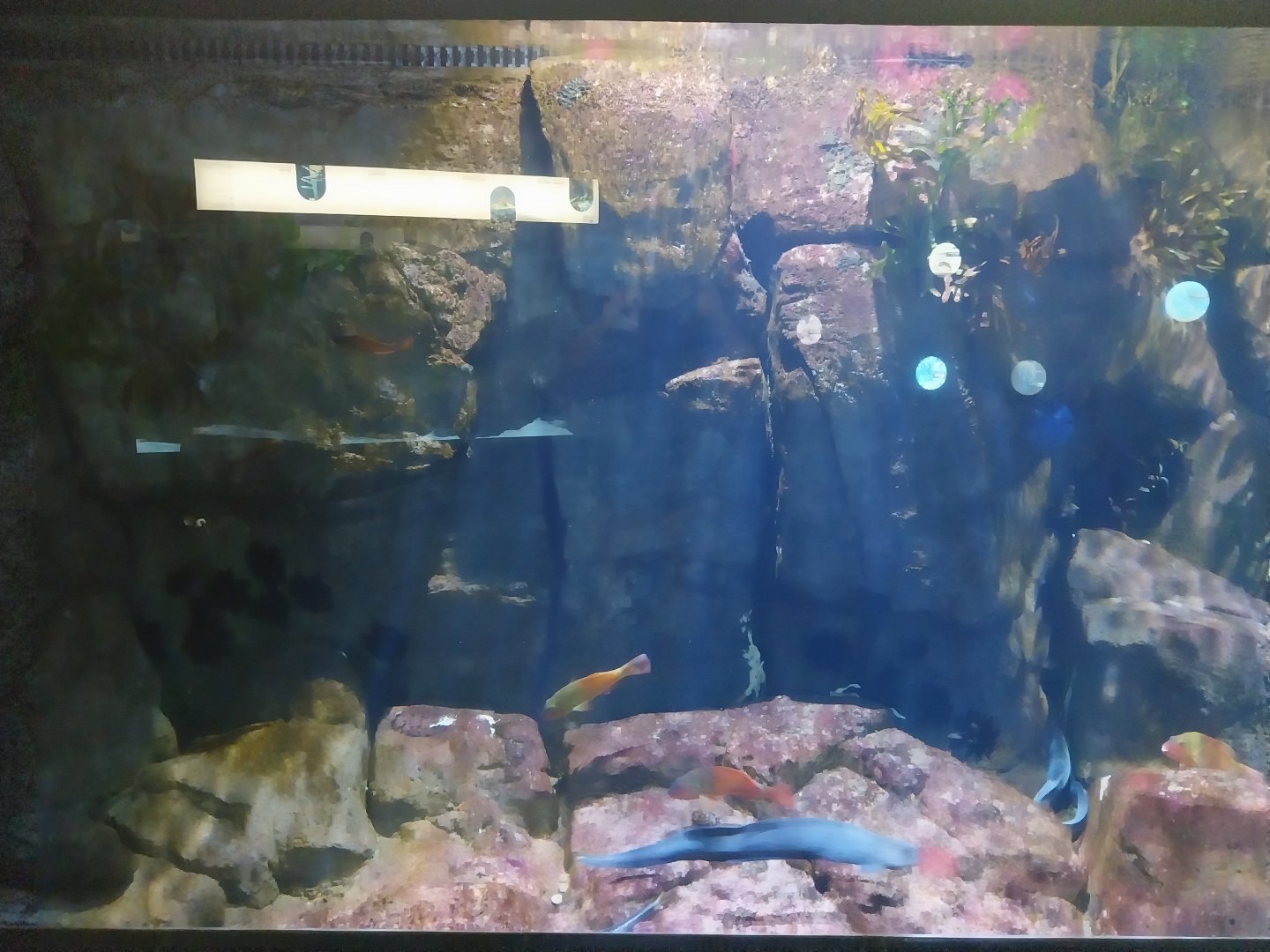 Exposition 8. Cold Seas - Lone Sea Wolf (Anarchichas lupus) and Mediterranean Parrotfish (Sparisoma cretense)