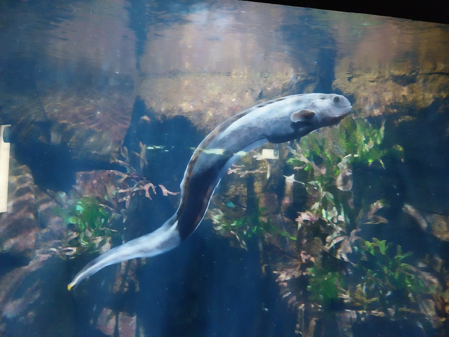 Exposition 8. Cold Seas - Lone Sea Wolf (Anarchichas lupus)