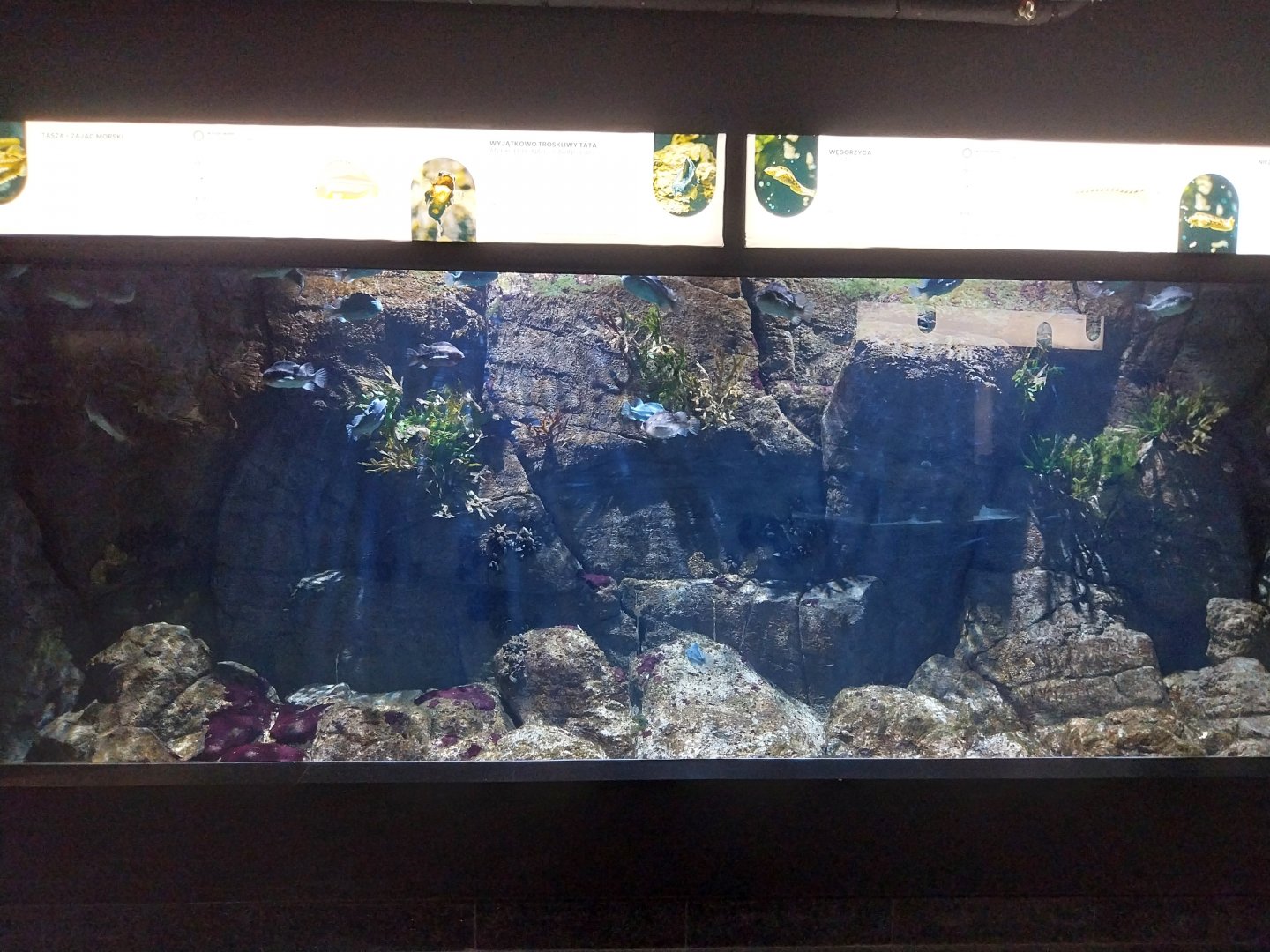 Exposition 8. Cold Seas - Lumpfish (Cyclopterus lumous) and Vivaparous Eelpout (Zoarces viviparus)