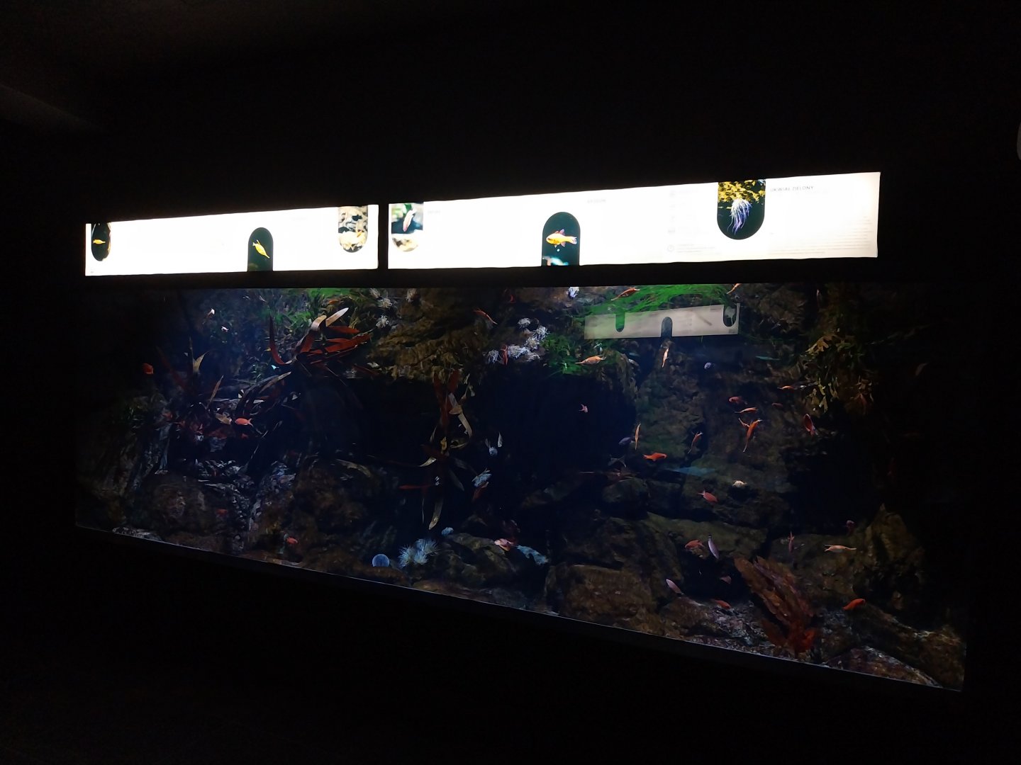 Exposition 8. Cold Seas - Mixed species tank