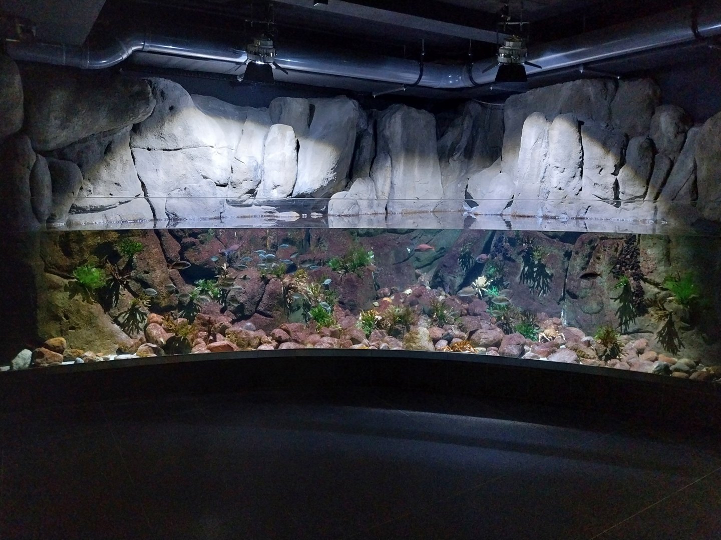 Exposition 8. Cold Seas - Red Porgy aquarium