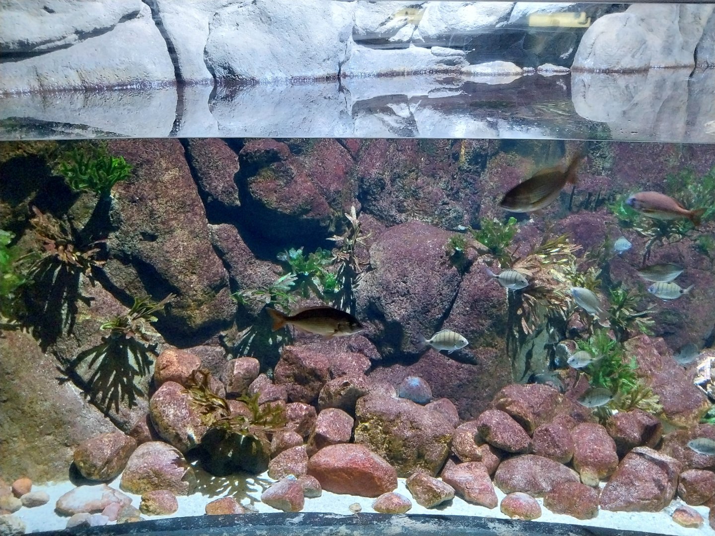 Exposition 8. Cold Seas - Red Porgy aquarium