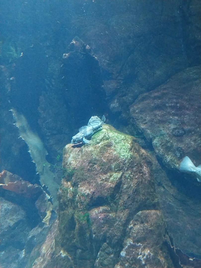 Exposition 8. Cold Seas - Saithe Pollock (Pollachius virens)