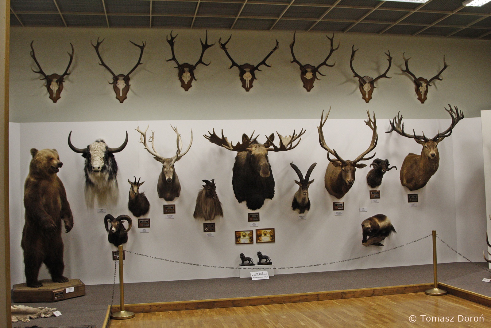 Exposition of hunting trophies, January 2020