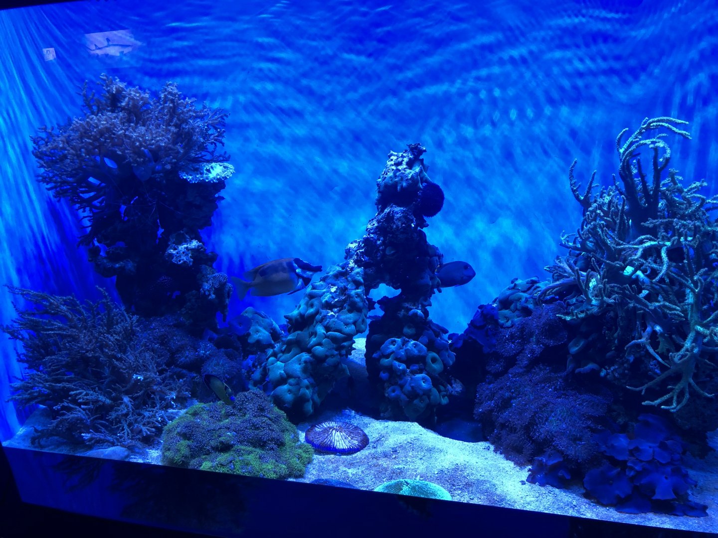 "Exquisite Angelfish" Tank