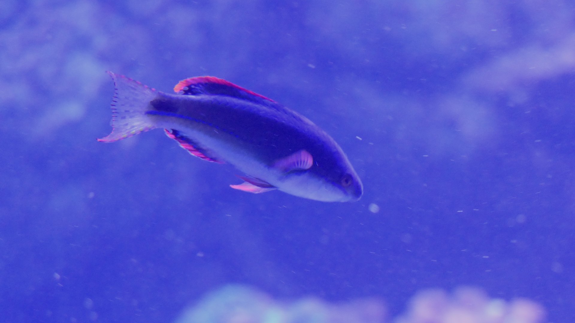Exquisite Fairywrasse (Cirrhilabrus exquisitus)