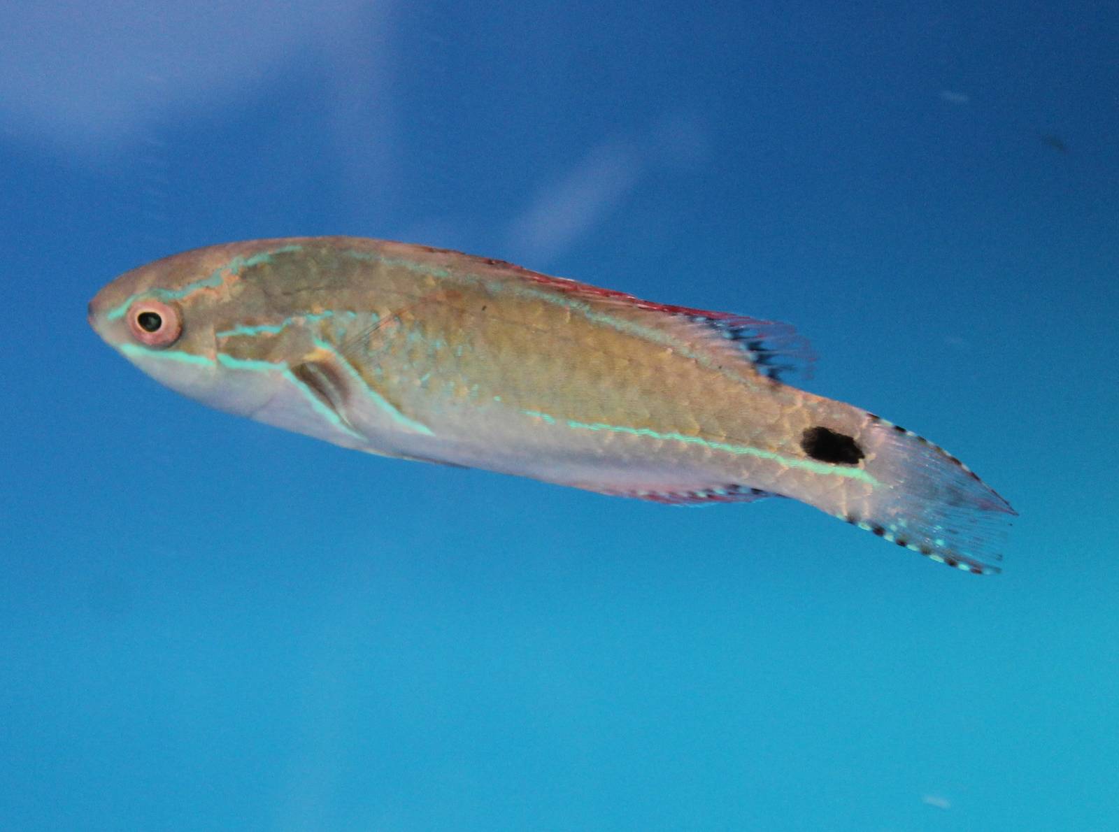 Exquisite wrasse (Cirrhilabrus exquisitus)